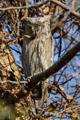 Otus brucei