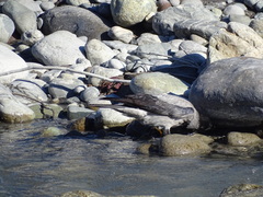 Corvus cornix