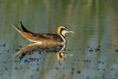 Hydrophasianus chirurgus