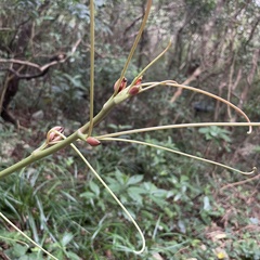 Smilax