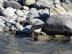Corvus cornix