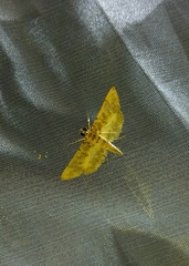 Spilomelinae