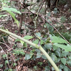 Smilax
