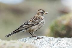 Leucosticte nemoricola