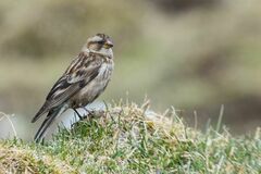 Leucosticte nemoricola