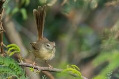 Prinia sylvatica