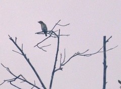 Psilopogon haemacephalus