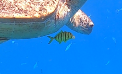 Gnathanodon speciosus
