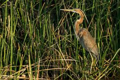 Ardea purpurea