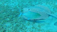 Ferdauia ferdau