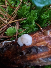 Naematelia encephala