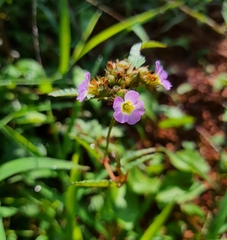 Melochia corchorifolia