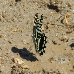 Papilio demodocus