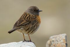 Prunella rubeculoides