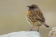 Prunella rubeculoides