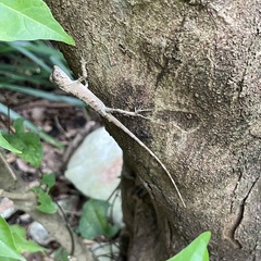 Diploderma polygonatum polygonatum