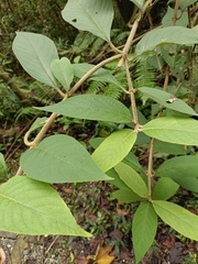 Callicarpa formosana formosana