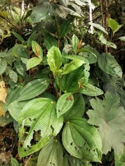 Miconia crenata