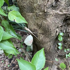 Diploderma polygonatum polygonatum