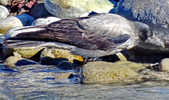 Corvus cornix