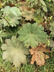 Gunnera