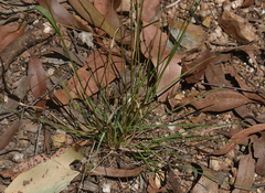 Panicum simile