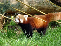 Ailurus fulgens