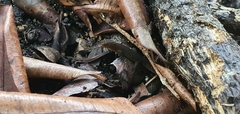 Sphaerodactylus fantasticus