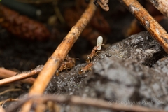Tetramorium bicarinatum