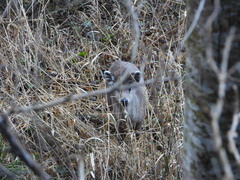 Elaphodus cephalophus