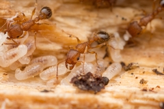 Tetramorium bicarinatum
