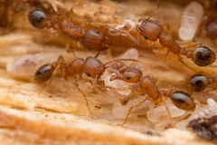 Tetramorium bicarinatum