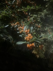 Pyracantha