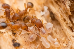 Tetramorium bicarinatum