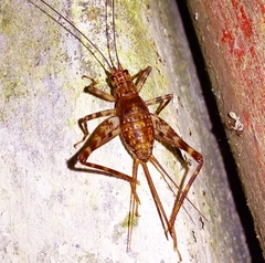 Phalangopsidae