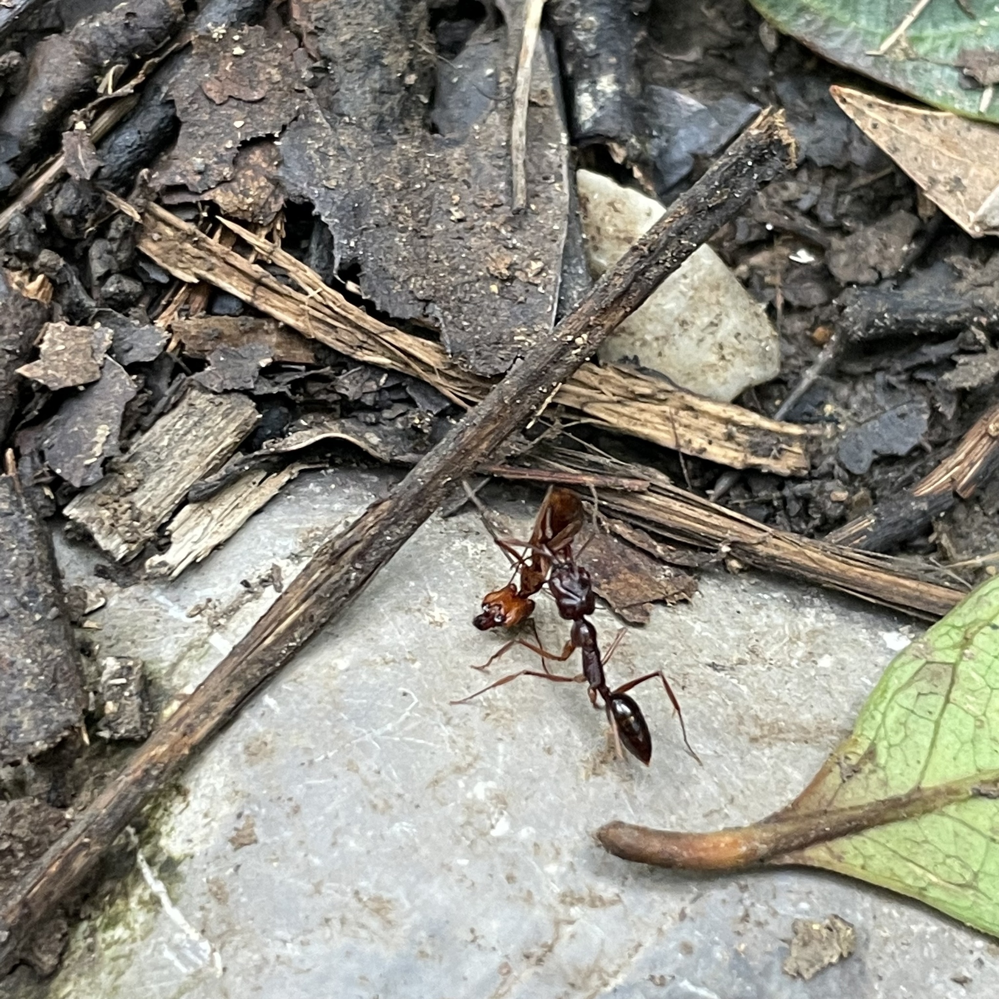 Odontomachus kuroiwae