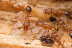 Tetramorium bicarinatum