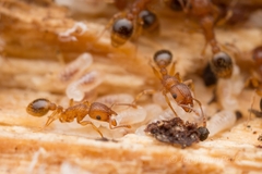 Tetramorium bicarinatum