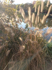 Setaria pumila