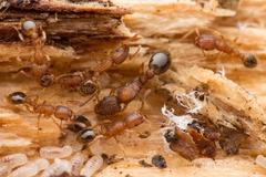 Tetramorium bicarinatum