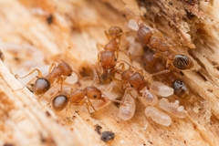 Tetramorium bicarinatum
