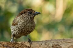 Grammatoptila striata