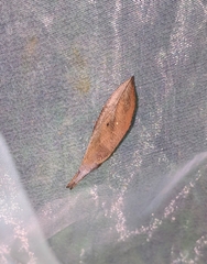 Brontypena ochrocuprea