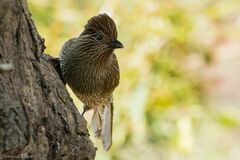 Grammatoptila striata