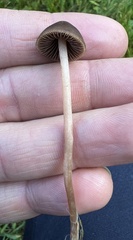 Parasola conopilea