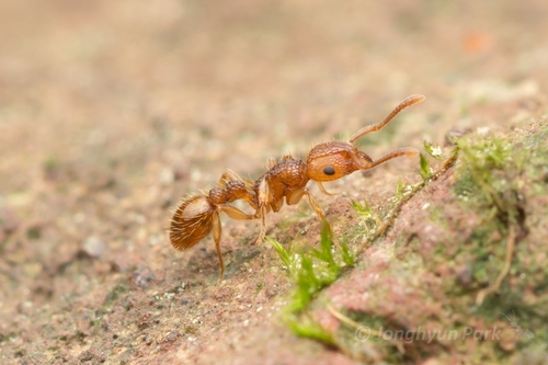 日本铺道蚁Tetramorium nipponense