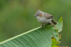 Staphida castaniceps