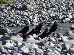 Corvus frugilegus