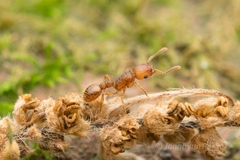 Tetramorium nipponense