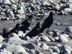 Corvus frugilegus